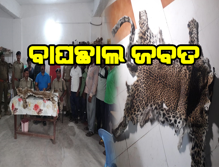 ବାଘଛାଲ ଜବତ!