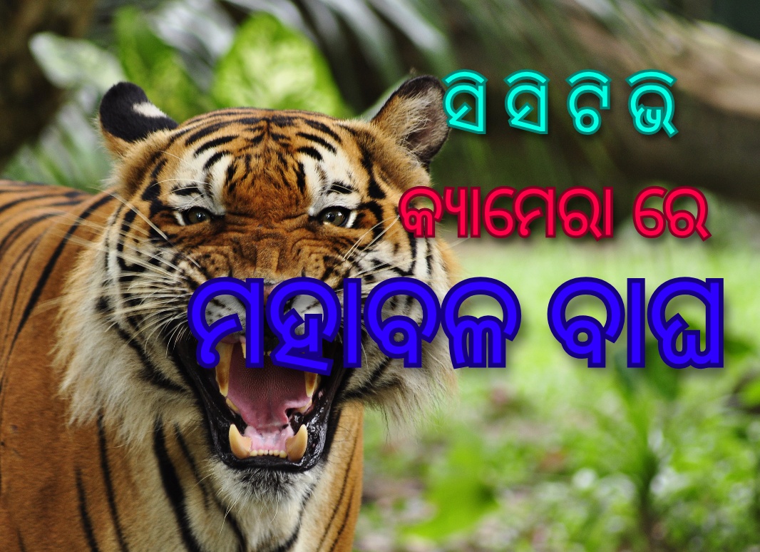 ସିସି ଟିଭି କ୍ୟାମେରା ରେ ମହାବଳ…