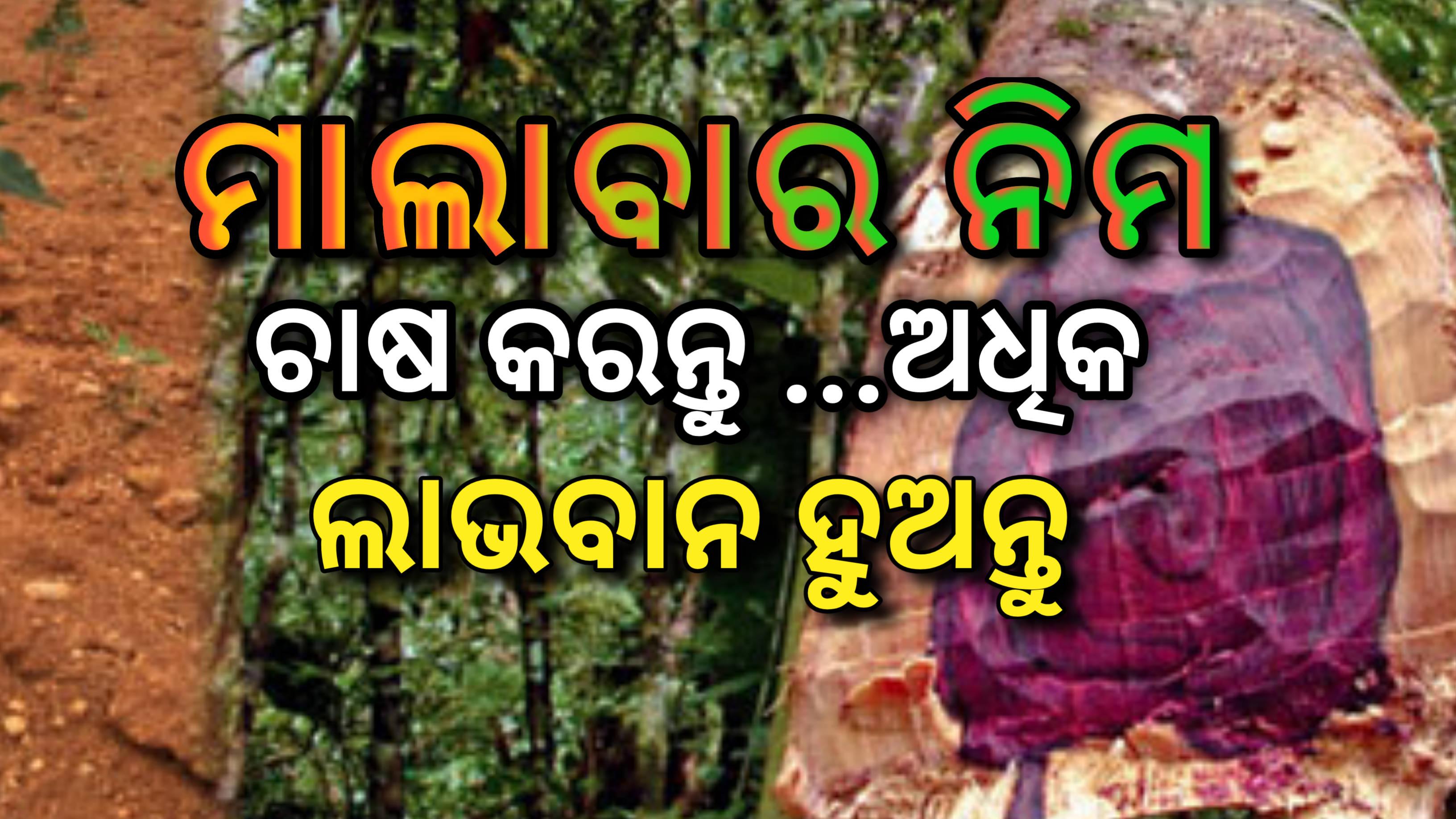 ମାଲାବାର ନିମ୍ ଚାଷ ​​କରି ଅଧିକ ଲାଭବାନ ହୁଅନ୍ତୁ…
