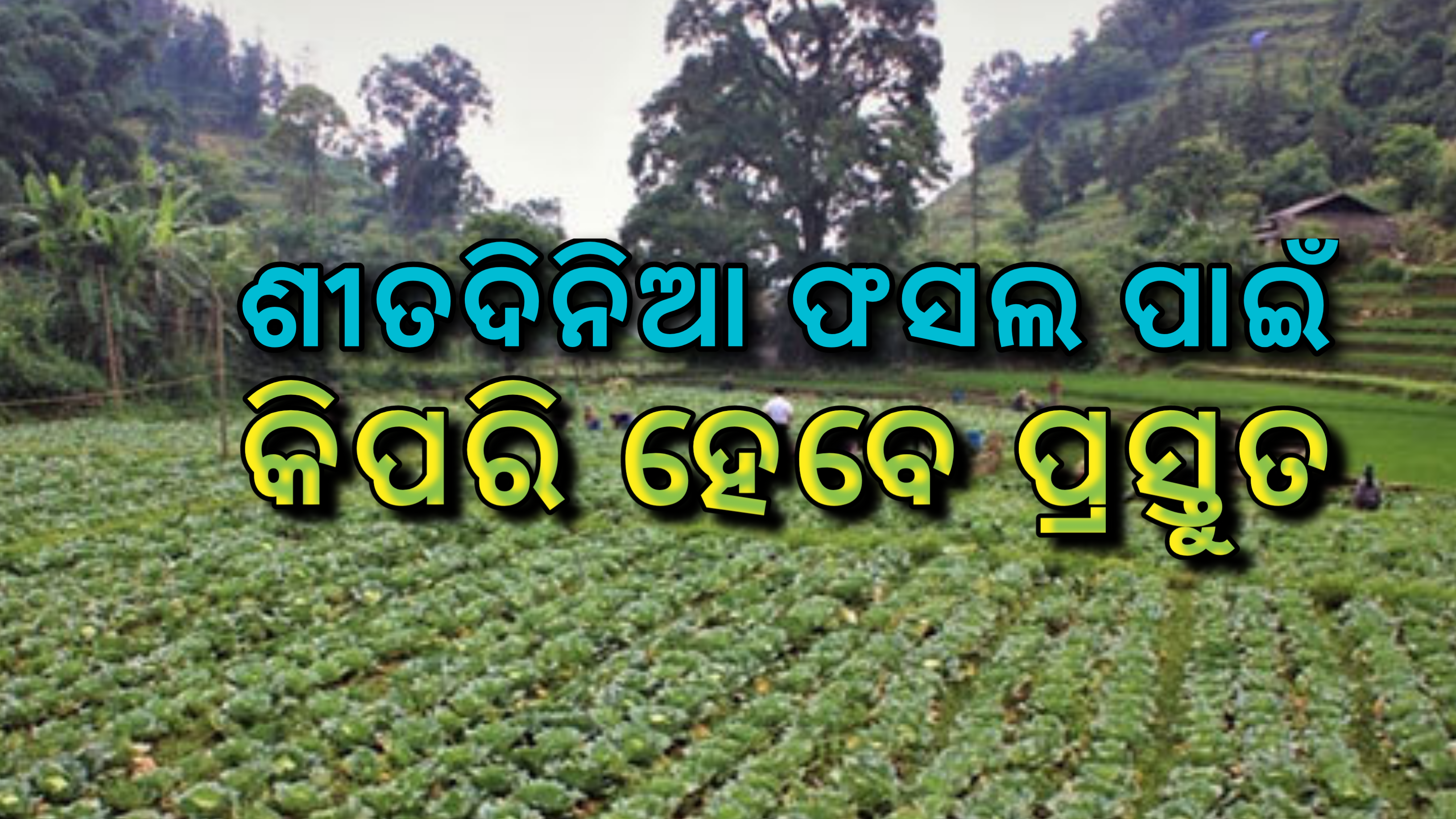 ଶୀତଦିନିଆ ଫସଲ ପାଇଁ କିପରି ହେବେ ପ୍ରସ୍ତୁତ…