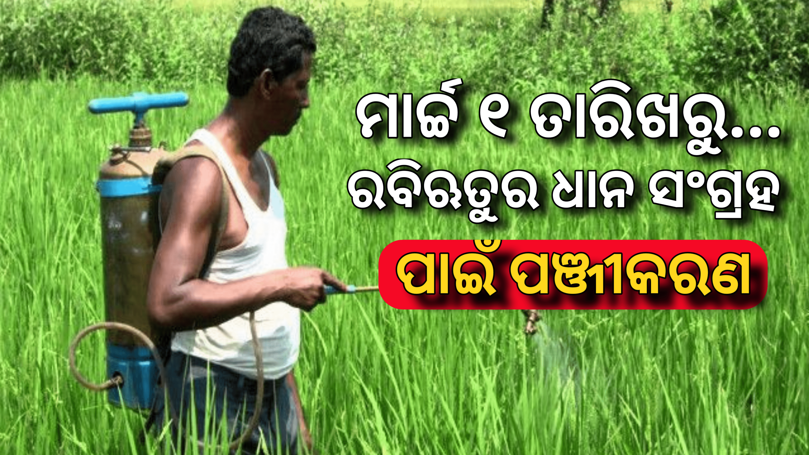 ମାର୍ଚ୍ଚ ୧ ତାରିଖରୁ ରବିଋତୁରେ ଧାନ ସଂଗ୍ରହ ପାଇଁ ପଞ୍ଜୀକରଣ…