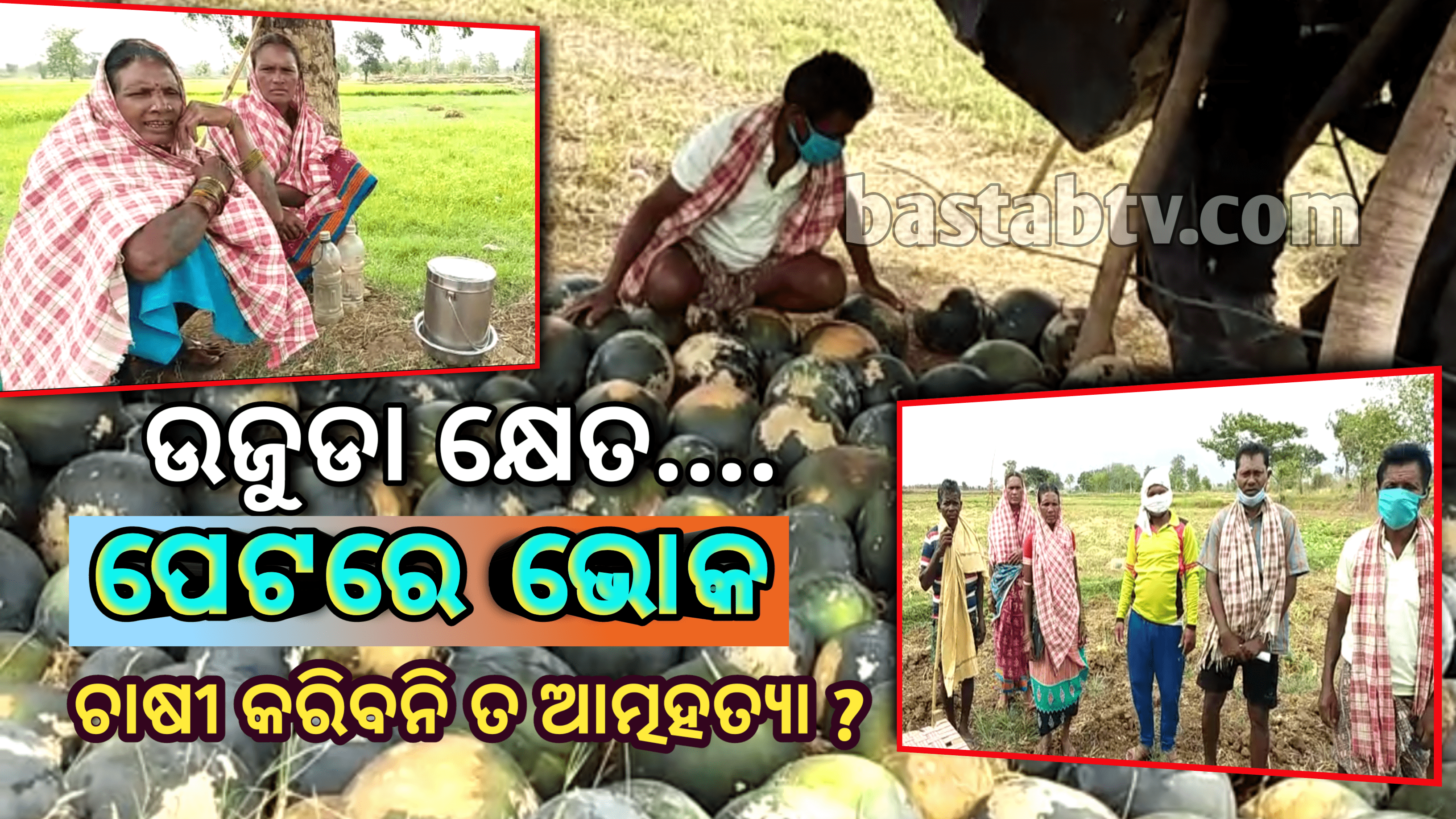 କ୍ଷେତରେ ସଢୁଛି ତରଭୁଜ କଳାହାଣ୍ଡି ଜିଲ୍ଲା,କଲମପୁର ବ୍ଲକ ମିନଗୁର ଗ୍ରାମପଞ୍ଚାୟତ ତରଭୁଜ ଚାଷୀଙ୍କ କିଏ ବୁଝୁଚି ଦୁଃଖ ?