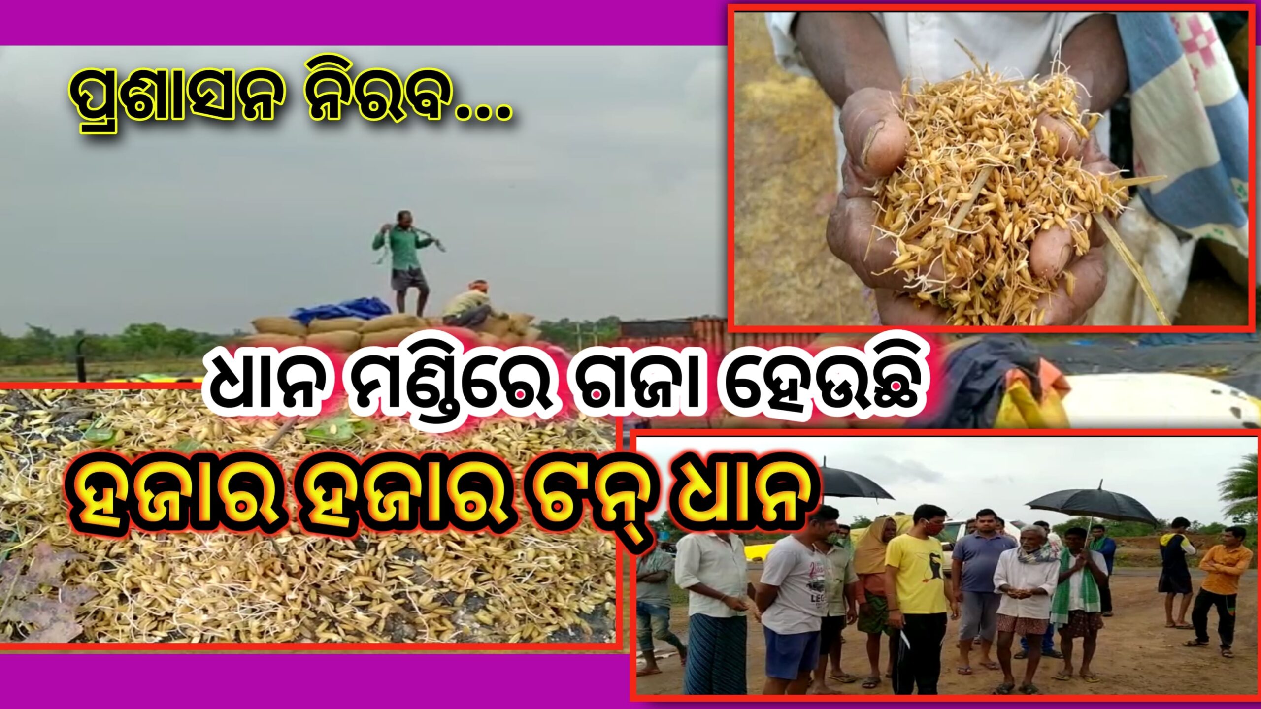 ଖୋଲା ଆକାଶ ତଳେ ଧାନ ମଣ୍ଡିରେ ଗଜା ହେଉଛି ହଜାର ହଜାର ଟନ ଧlନ ,ଚିନ୍ତାରେ ଚାଷୀ ପ୍ରଶାସନ ନିରବ…