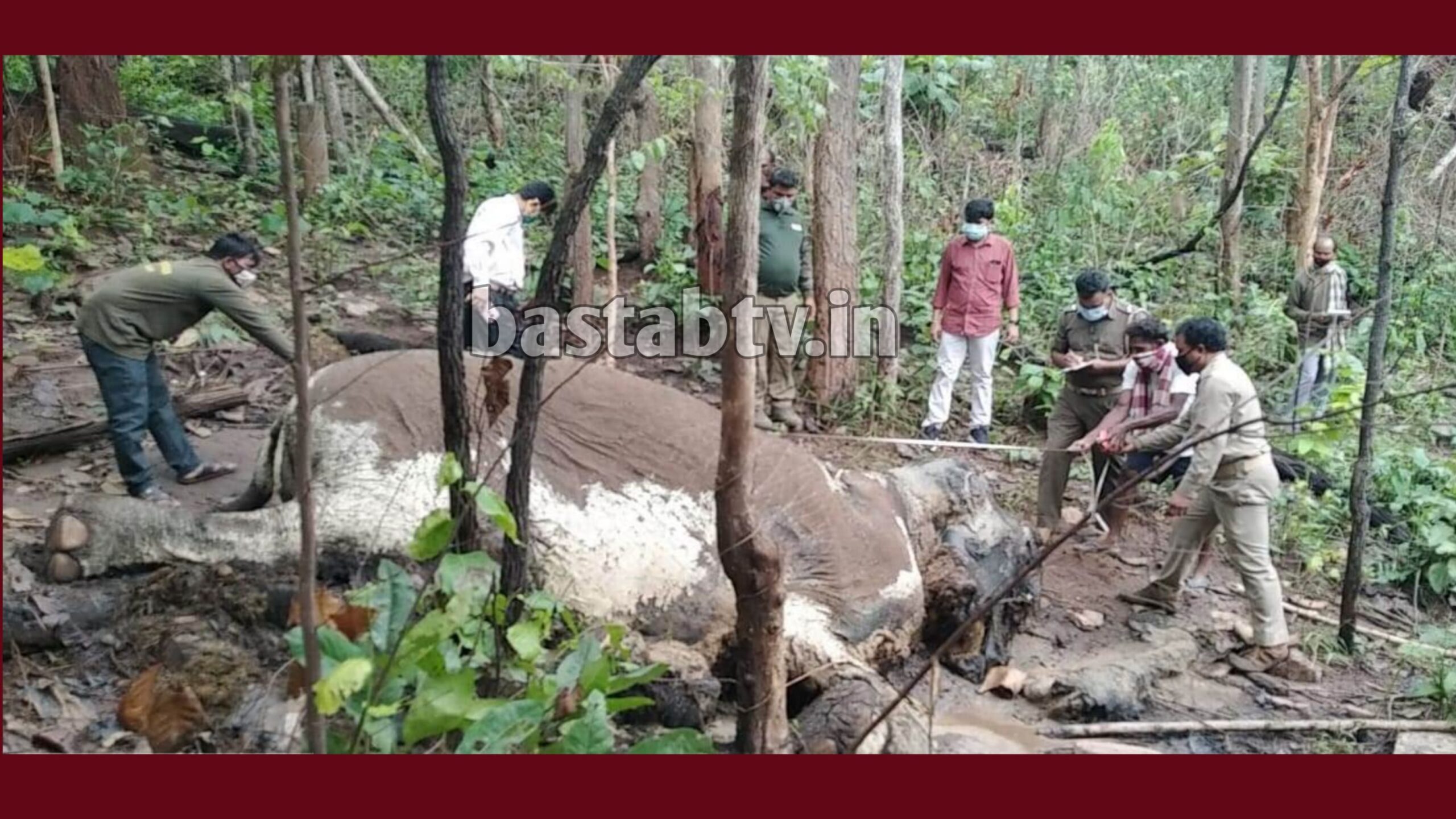କଳାହାଣ୍ଡି-ଥୁଆମୁଳ ରାମପୁର ରେଞ ରାଣୀବାହାଲି ସଂରକ୍ଷିତ ଜଙ୍ଗଲ ରୁ ମାଈ ହାତୀ ର ମୃତ ଦେହ ଉଦ୍ଧାର