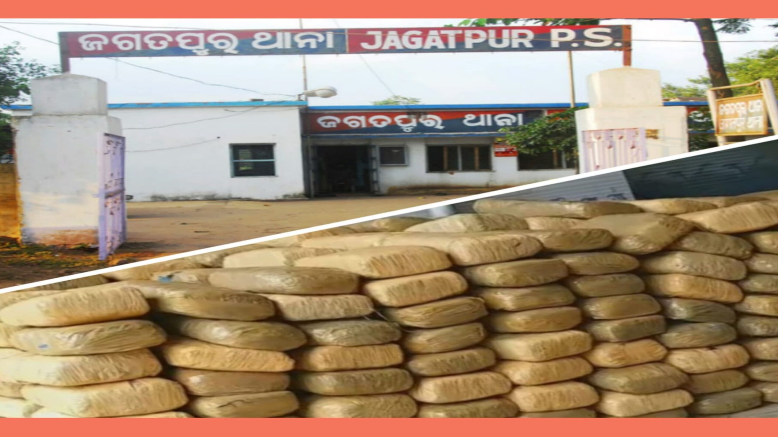 ଜଗତପୁର ପୋଲିସ୍ ଜବତ କଲା ସାଢେ଼ ୫ କୁଇଣ୍ଟାଲରୁ ଅଧିକ ଗଞ୍ଜେଇ…