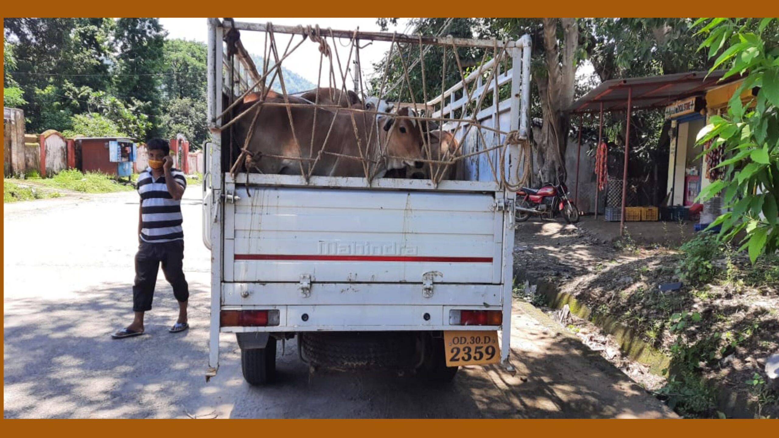 ବେଆଇନ୍ ଗୋରୁ ଚାଲାଣ ପିକ ଅପ ଜବତ ସହ ୨ ଅଭିଯୁକ୍ତ ଗିରଫ…