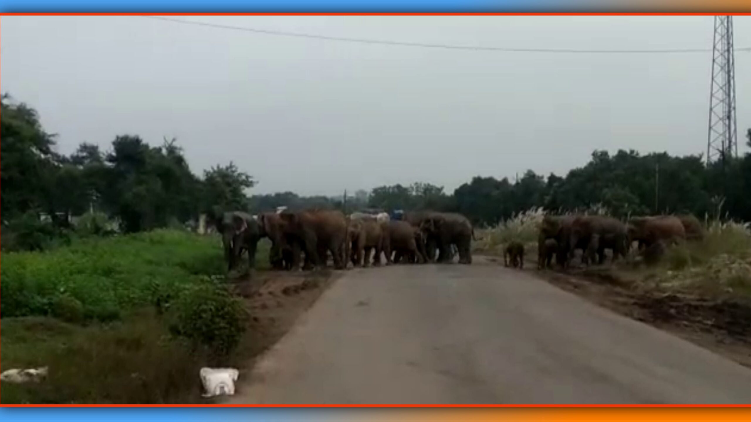 ଢେଙ୍କାନାଳ-ହଳଦିଆ ବାହାଳ ଅଞ୍ଚଳରେ ଜାତୀୟ ରାଜପଥରେ ହାତୀପଲ…