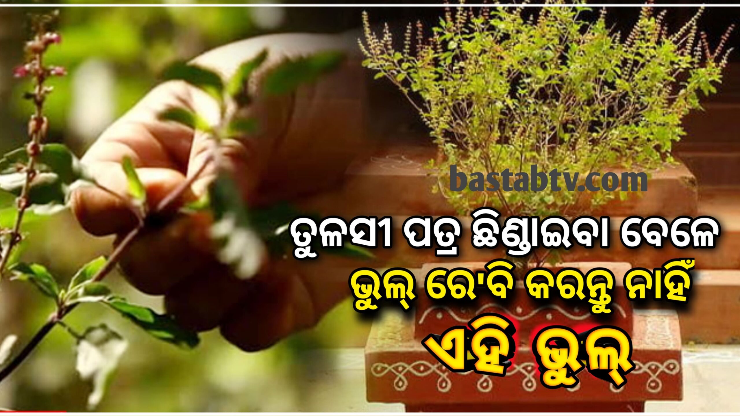 ତୁଳସୀ ପତ୍ର ଛିଣ୍ଡାଇବାବେଳେ ଏହି ଭୁଲ କେବେବି କରନ୍ତୁ  ନାହିଁ,ନହେଲେ ଦୁର୍ଭାଗ୍ୟ ପିଛା ଛାଡିବ ନାହିଁ….