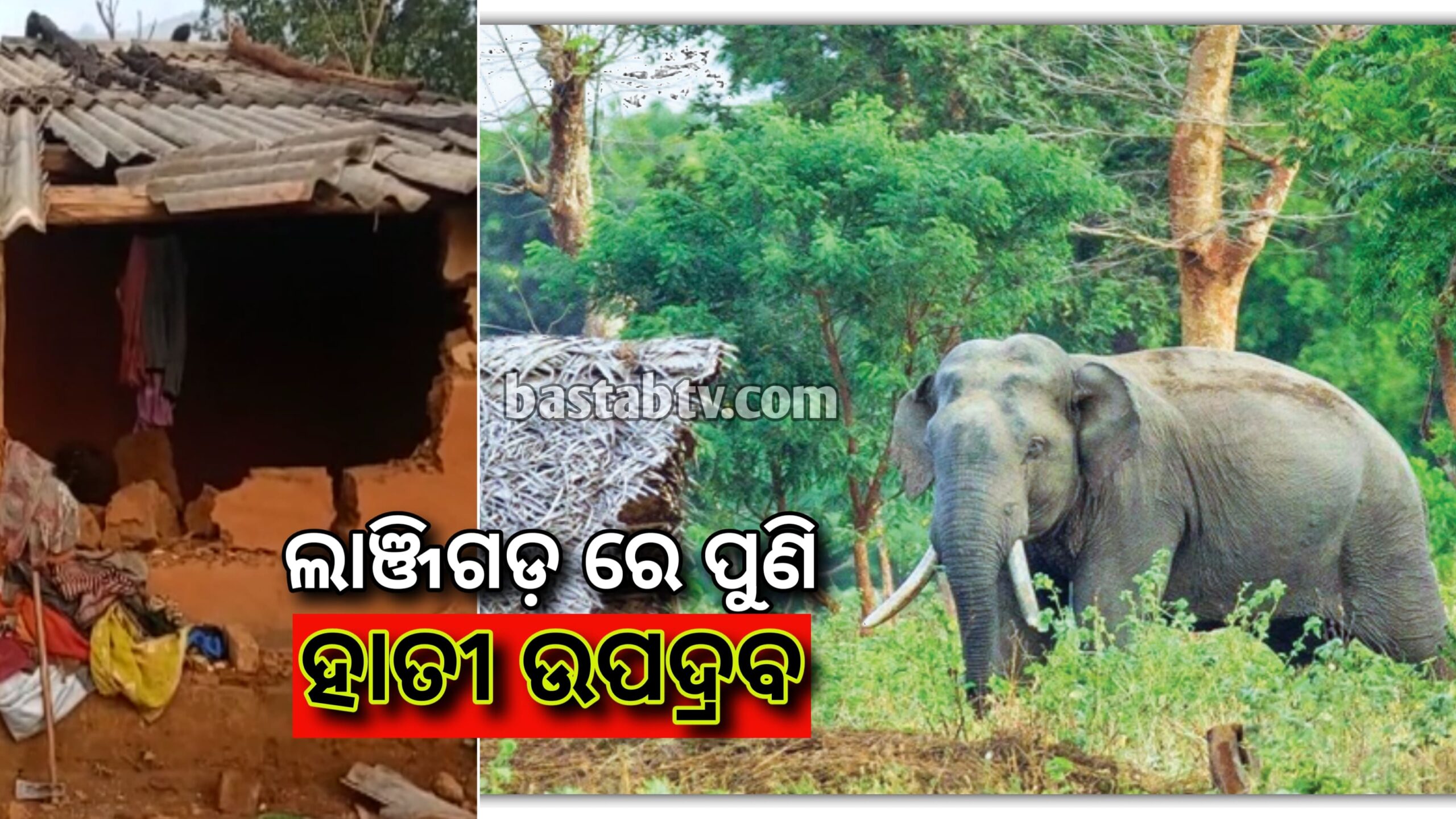 ଲାଞ୍ଜିଗଡ଼ରେ ପୁଣି ହାତୀ ଉପଦ୍ରବ,କାନ୍ଥ ଭାଙ୍ଗି ଘରେ ପଶିଲେ ୨୫ ହାତୀ…