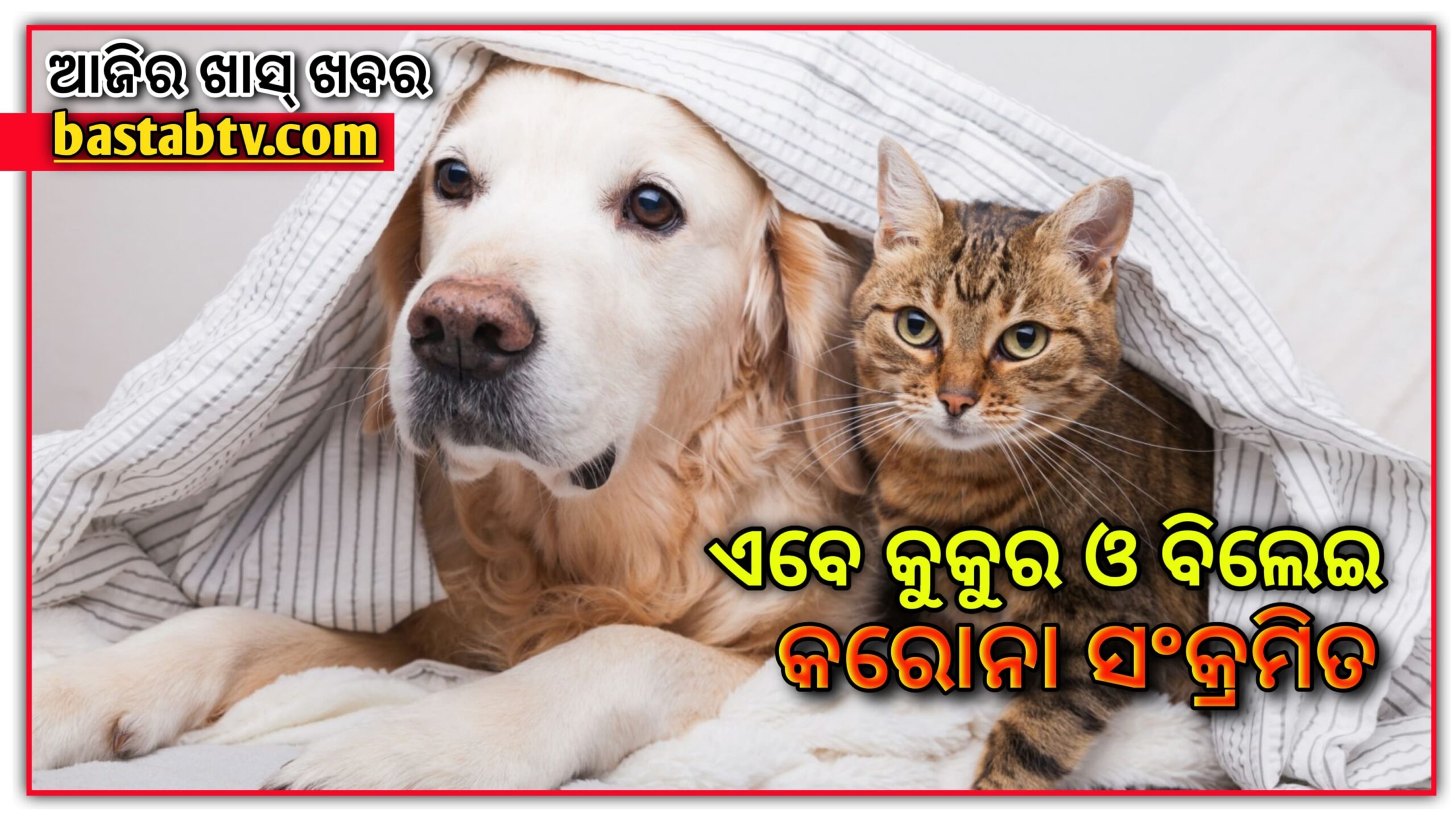 ମଣିଷମାନଙ୍କ ପରେ,ଏବେ କୁକୁର ଏବଂ ବିଲେଇ ମାନଙ୍କଠାରେ ମିଳିଲା କରୋନାର ଆଲଫା ଭାରିଆଣ୍ଟ….