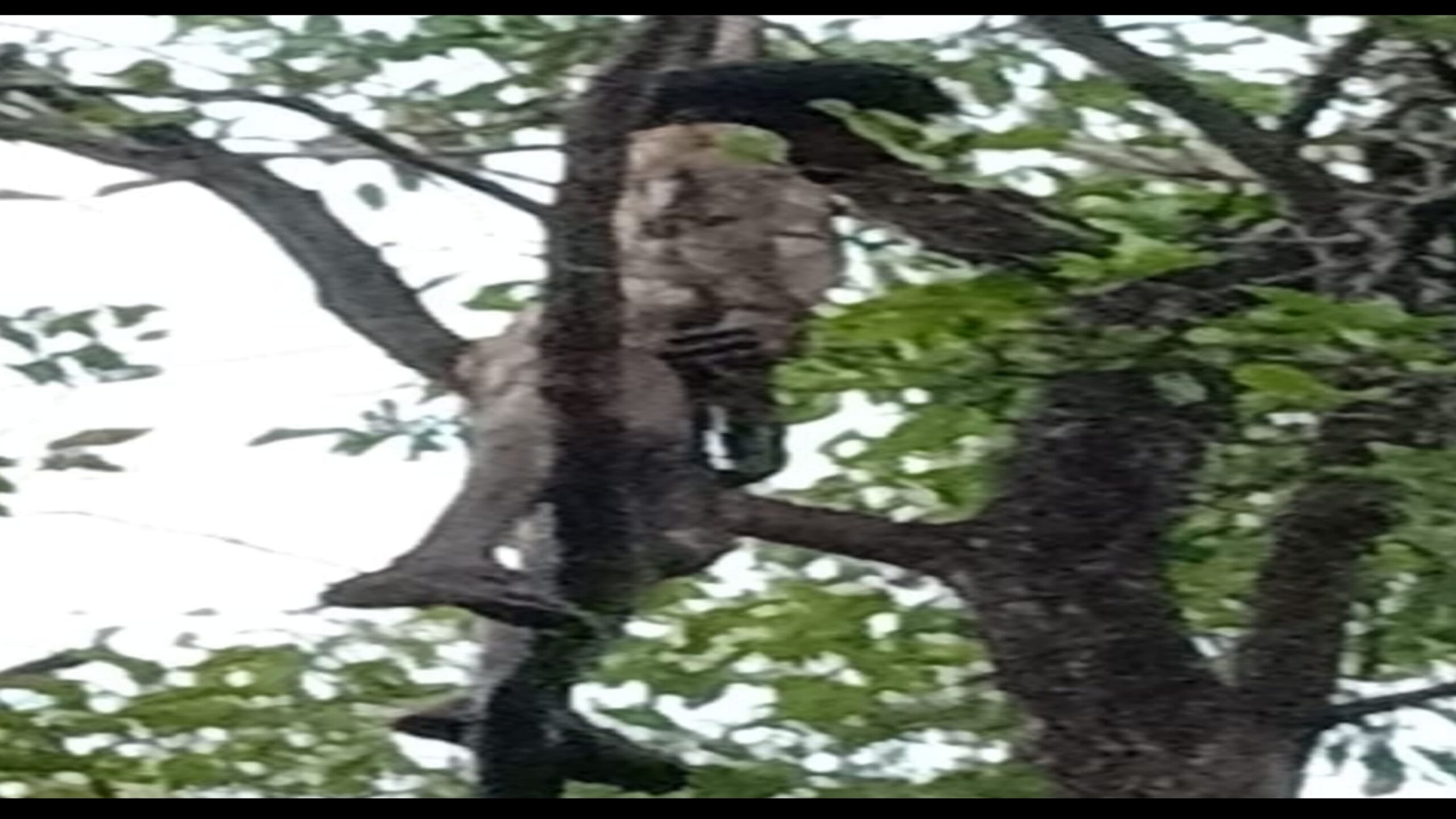ବରଗଡ଼ ତୋରା ବାନ୍ଦେନ ଟିକାରେ ଅଜଣା ବ୍ୟକ୍ତି ଙ୍କ ଝୁଲନ୍ତା ଶବ, ଆତଙ୍କରେ ଗ୍ରାମବାସୀ…