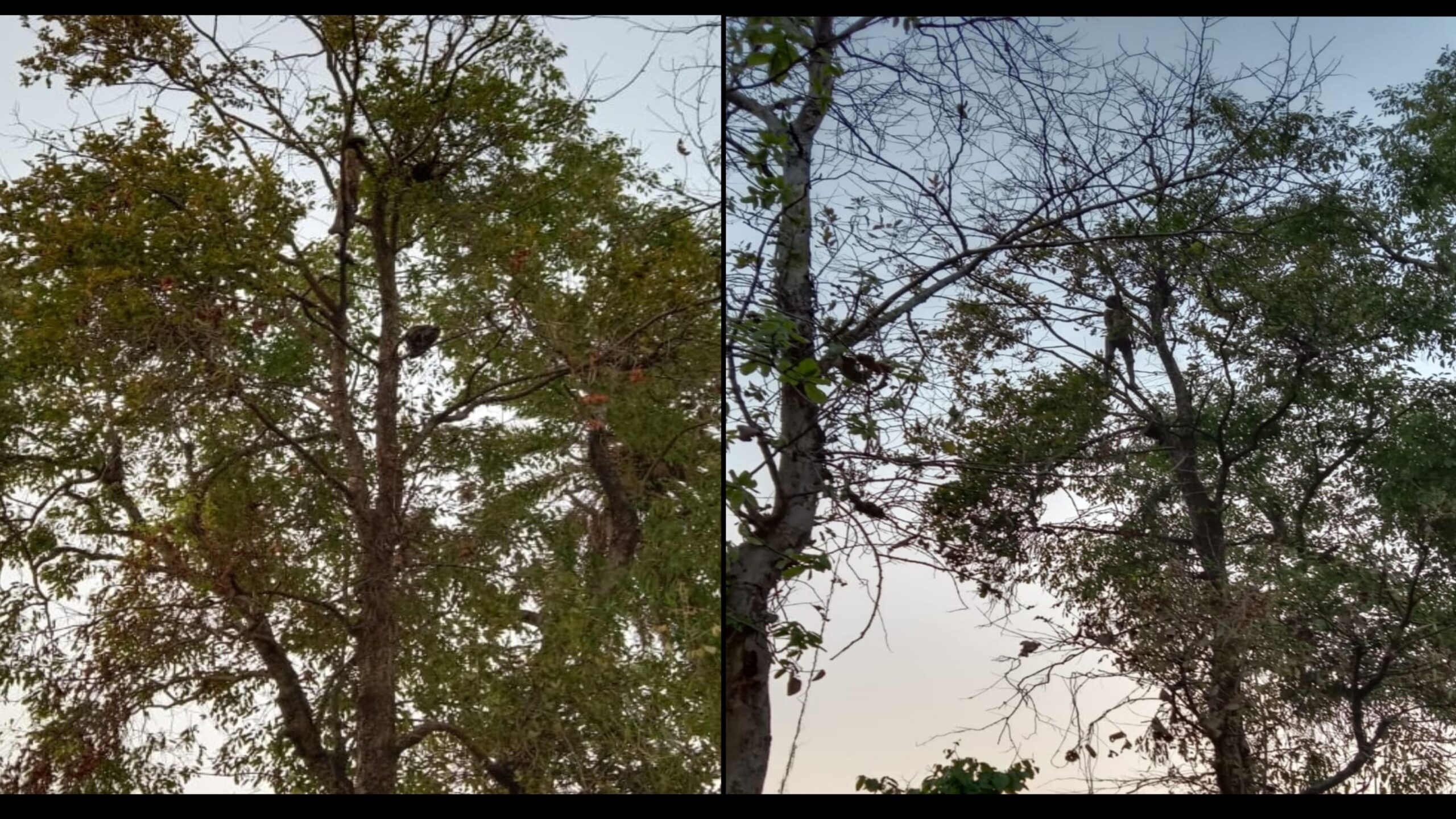 ଶାଳ ବଣରେ ଝୁଲୁଛି ଯୁବକଙ୍କ ମୃତଦେହ…
