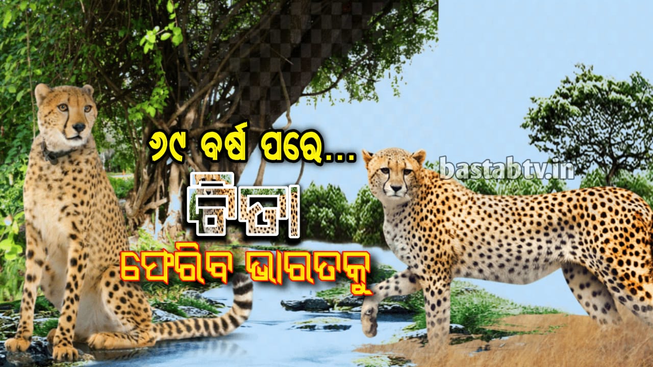 ୬୯ ବର୍ଷ ପରେ ଚିତାବାଘ ଭାରତକୁ ଫେରିବ,ମଧ୍ୟପ୍ରଦେଶର କୁନୋ ନ୍ୟାସନାଲ ପାର୍କ ପ୍ରଥମ ବ୍ୟାଚ ପାଇବ…