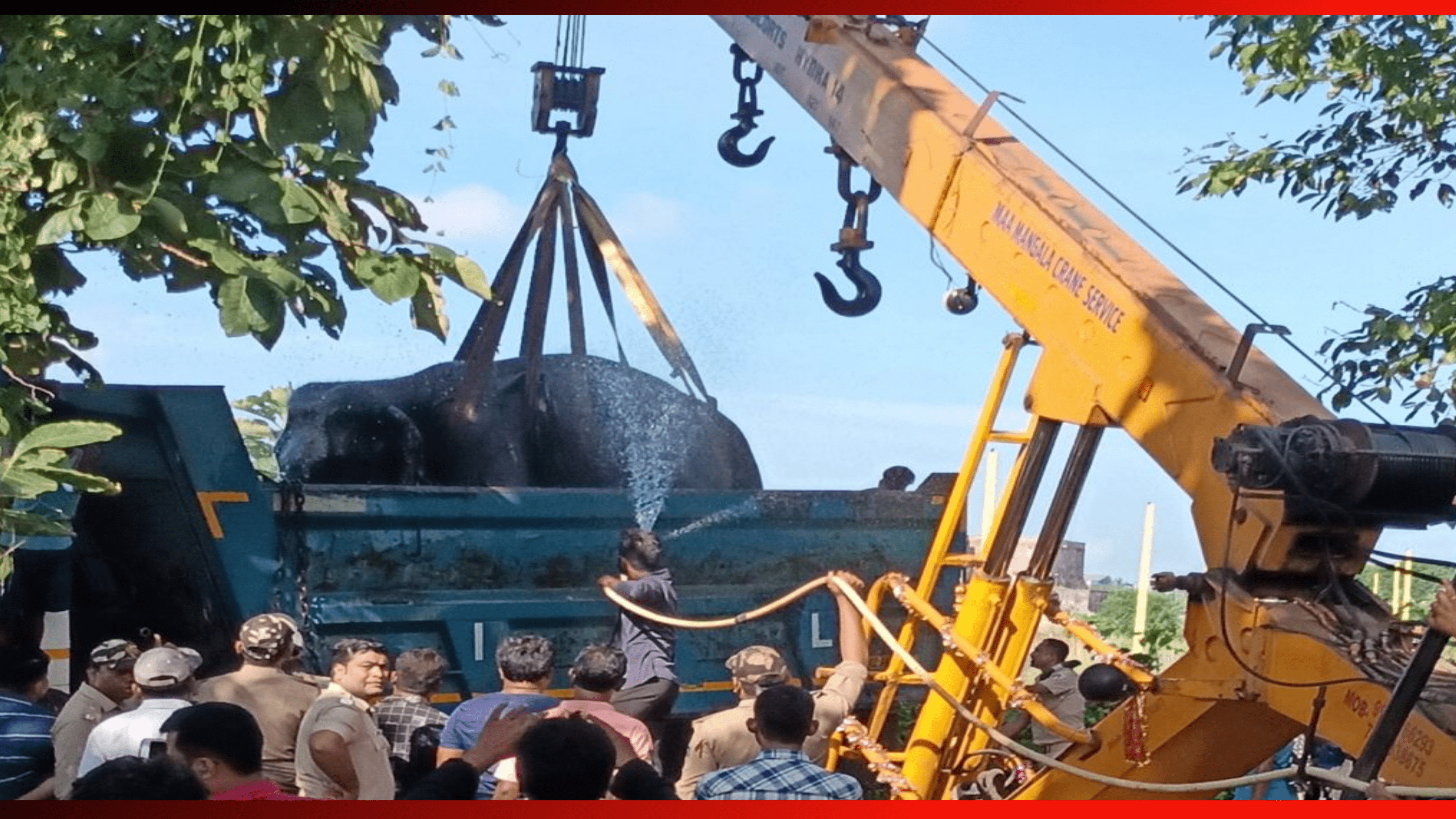 ଜଗତପୁରରେ ଆତଙ୍କ ଖେଳାଇଥିବା ହାତୀ ଟ୍ରାଙ୍କୁଲାଇଜ୍‌ ହେଲା,ଆଠଗଡ଼ ରେଞ୍ଜ ଖୁଣ୍ଟୁଣିରେ ଛଡ଼ାଯିବ…