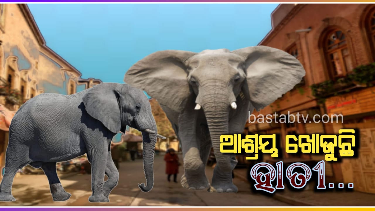 ଜଗତପୁରରେ ହାତୀ ଉପଦ୍ରବ ଏହି ଅଞ୍ଚଳର ସମସ୍ତ ଶିକ୍ଷାନୁଷ୍ଠାନ ବନ୍ଦ,ହାତୀଟି ନିଜ ପାଇଁ ଆଶ୍ରୟ ଖୋଜୁଛି – ଡିଏଫଓ…