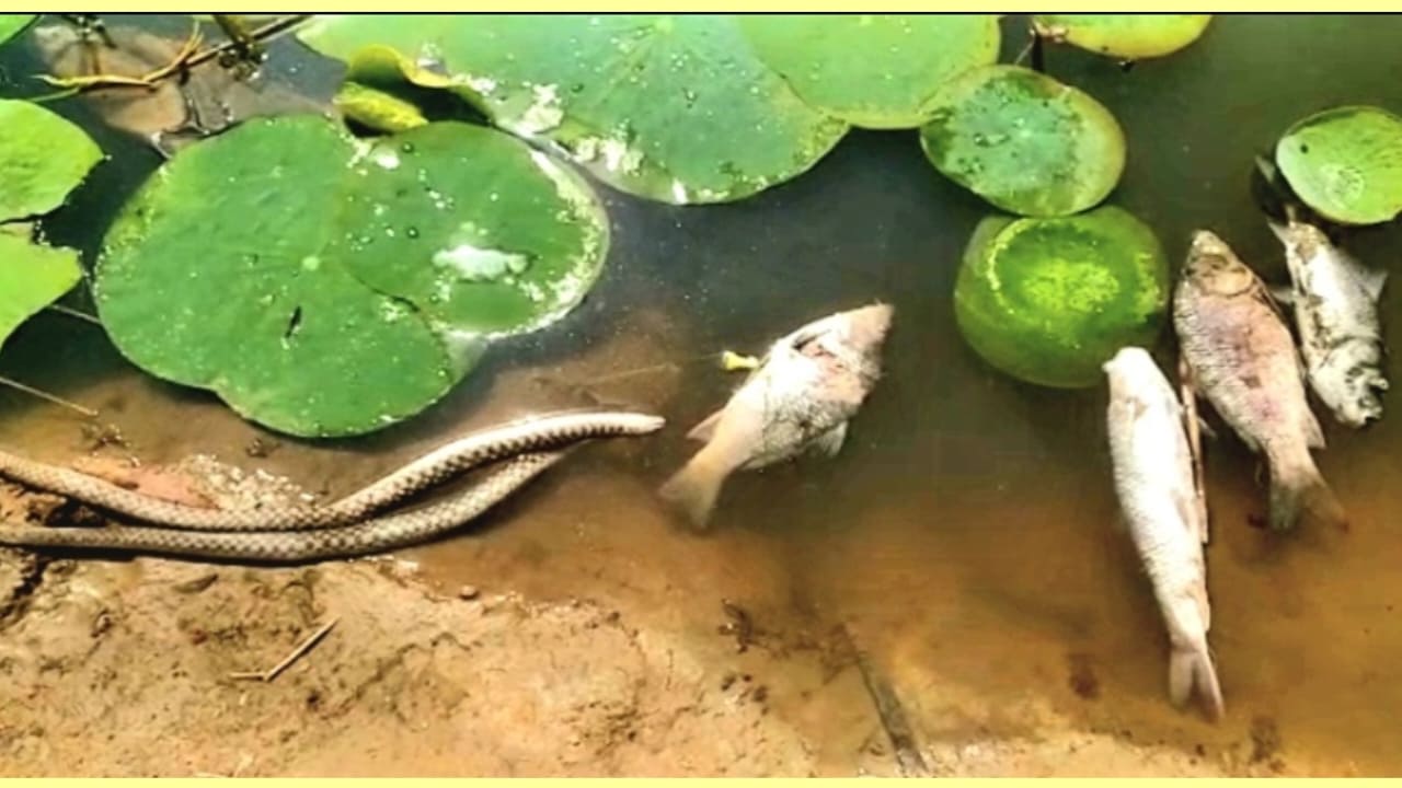 ନତକାଇ ବାଘୁଆ ପୋଖରୀରେ ବିଷ ପକାଇଲେ ଦୁର୍ବୁତ୍ତ….